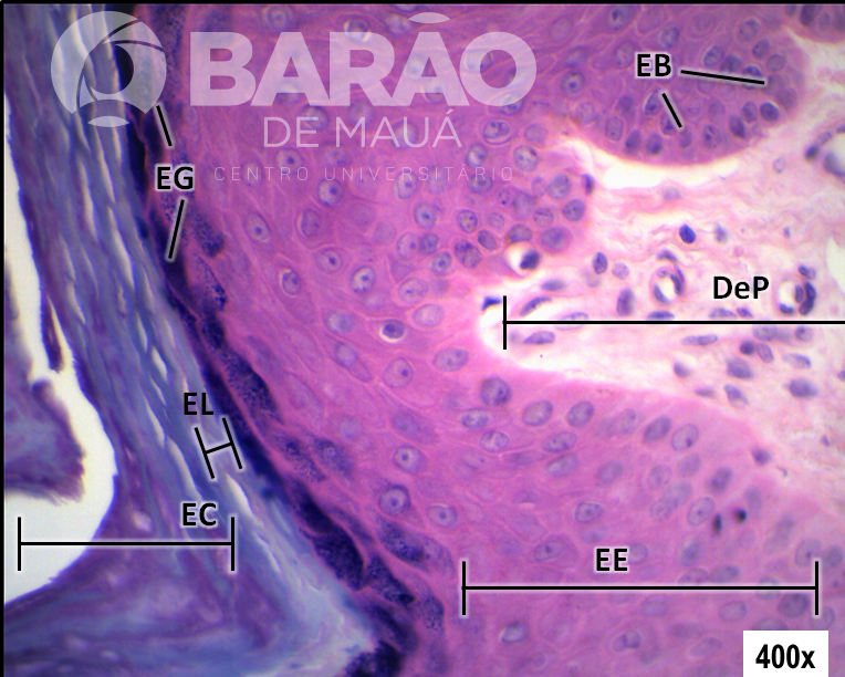 Atlas Virtual de Histologia