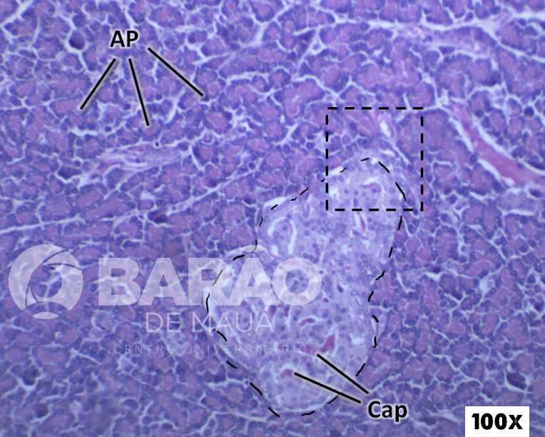 Atlas Virtual de Histologia