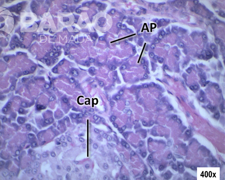 Atlas Virtual de Histologia