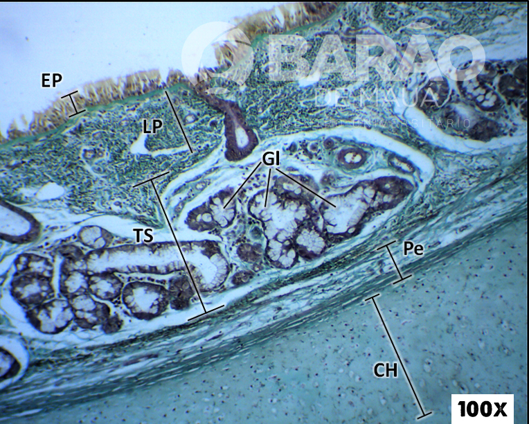 Atlas Virtual de Histologia